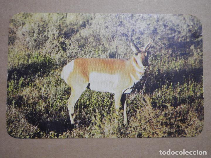 Postcards: Pronghorn Buck Antelope on the prairies of Wyoming. Sin esribir