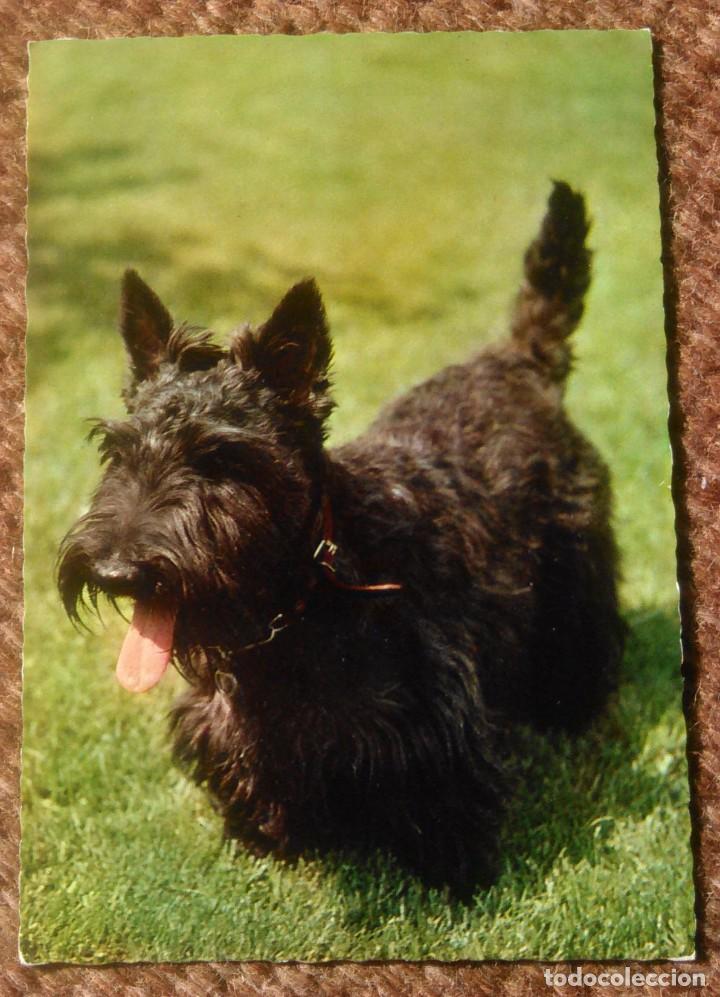 Postcards: PERRO