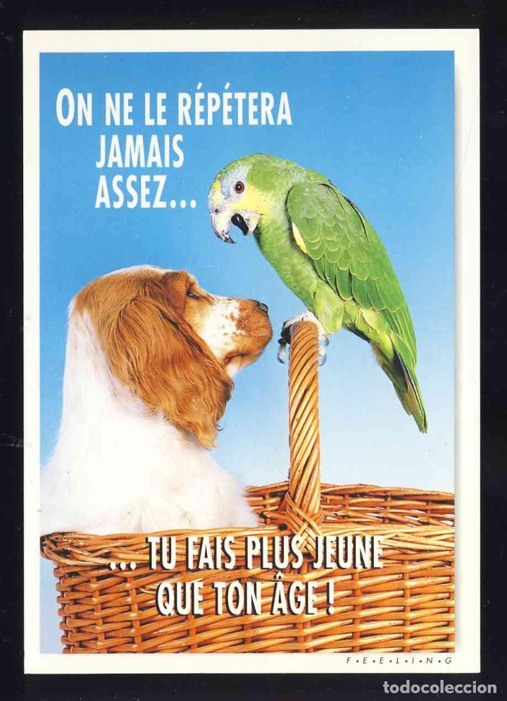 Postales: Postal de animales: Perro y loro - Foto 1