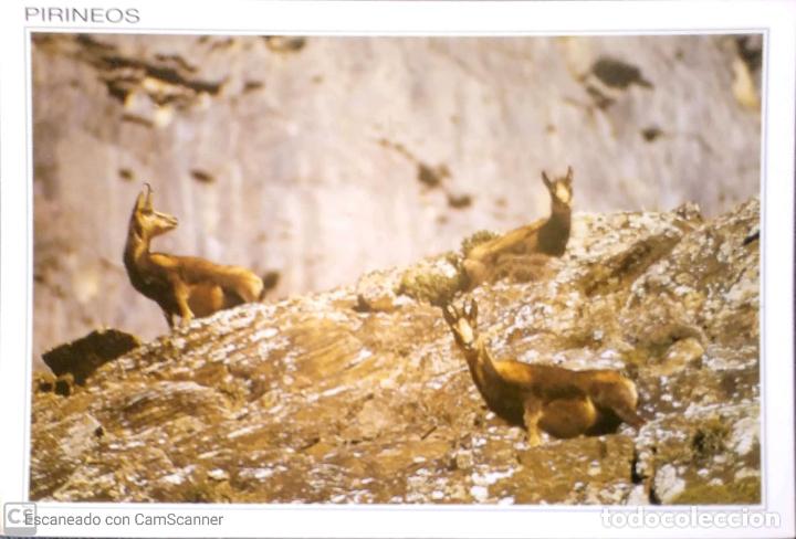 Postcards: Fauna Pirenaica. 53 Sarrio. Ed. Sicilia. Nueva. Color