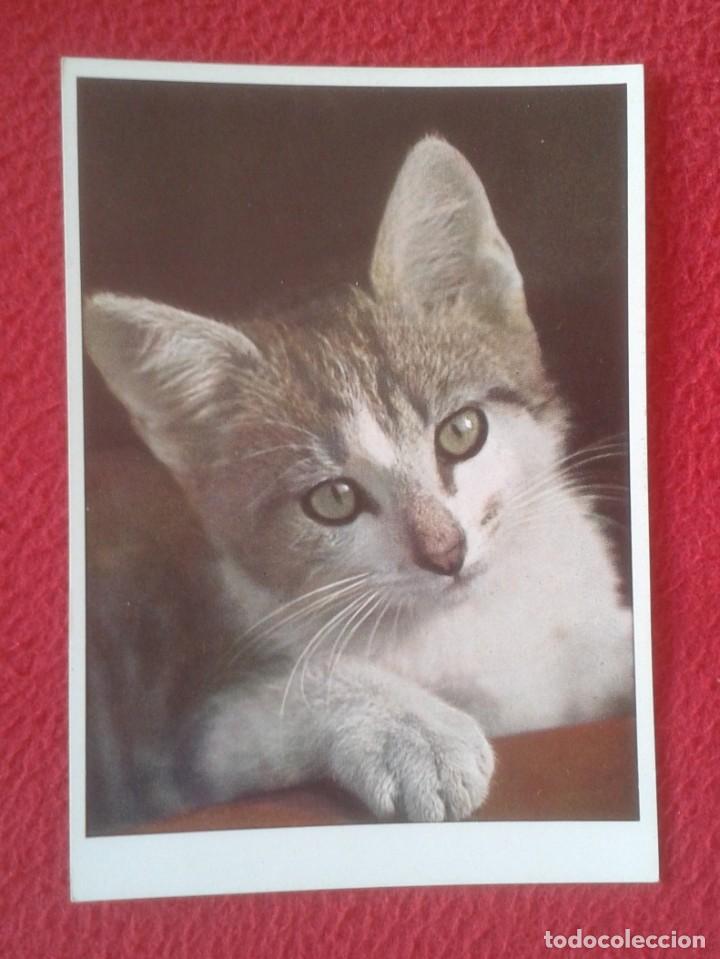Postkarten: POST CARD CARTE POSTALE GATO CAT CHAT GATTO KATZE, PRINTED IN GERMANY IMPRESA EN ALEMANIA, N/E N/C..