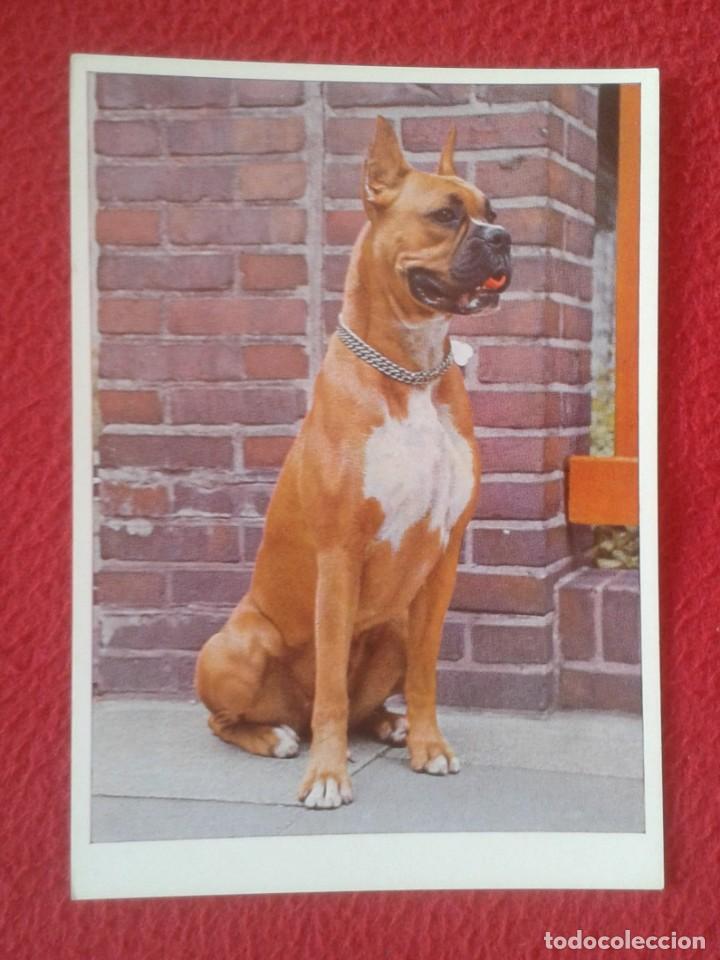 Cartes Postales: POST CARD CARTE POSTALE PRINTED IN GERMANY IMPRESA EN ALEMANIA PERRO DOG CAN HUND CHIEN KARTE VER...
