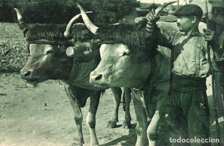 carruajes. 247 bueyes y tipo basco