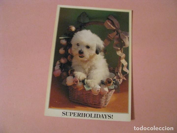 Postcards: POSTAL SUPERHOLIDAYS. TINTORE EDICIONES. PERRITO.