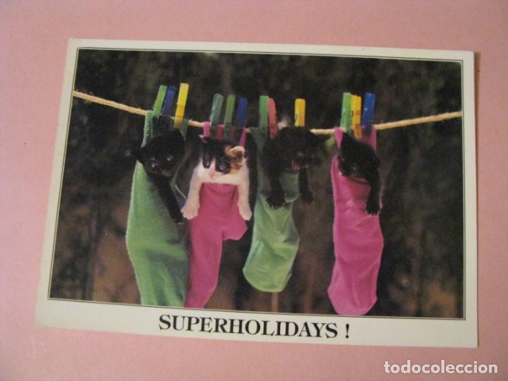 Postcards: POSTAL SUPERHOLIDAYS. TINTORE EDICIONES. GATITOS.