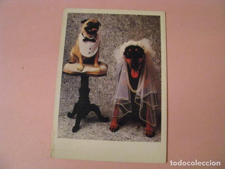 Postcards: POSTAL PERROS. ED. DISTRIMATGE.