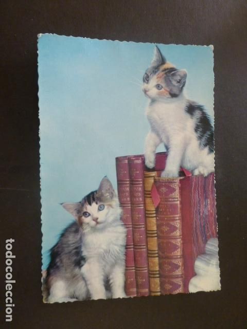 Postales: GATOS CON LIBROS - Foto 1