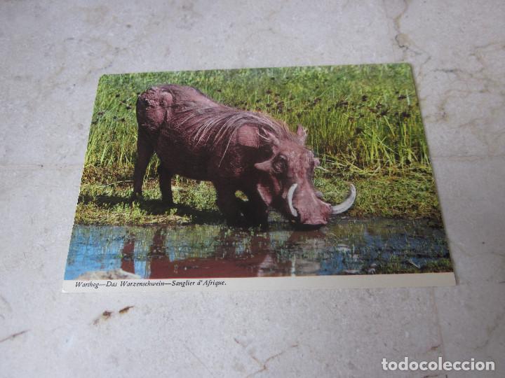 Postcards: POSTAL A&Ntilde;OS 70 WARTHOG / DAS WARZENSCHWEIN / SANGLIER D &acute;AFRIQUE