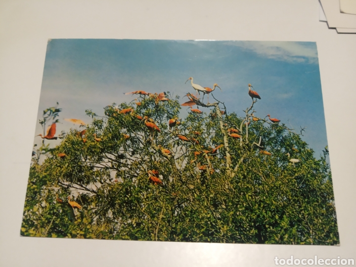 Postales: Postal cig&uuml;e&ntilde;as Venezuela