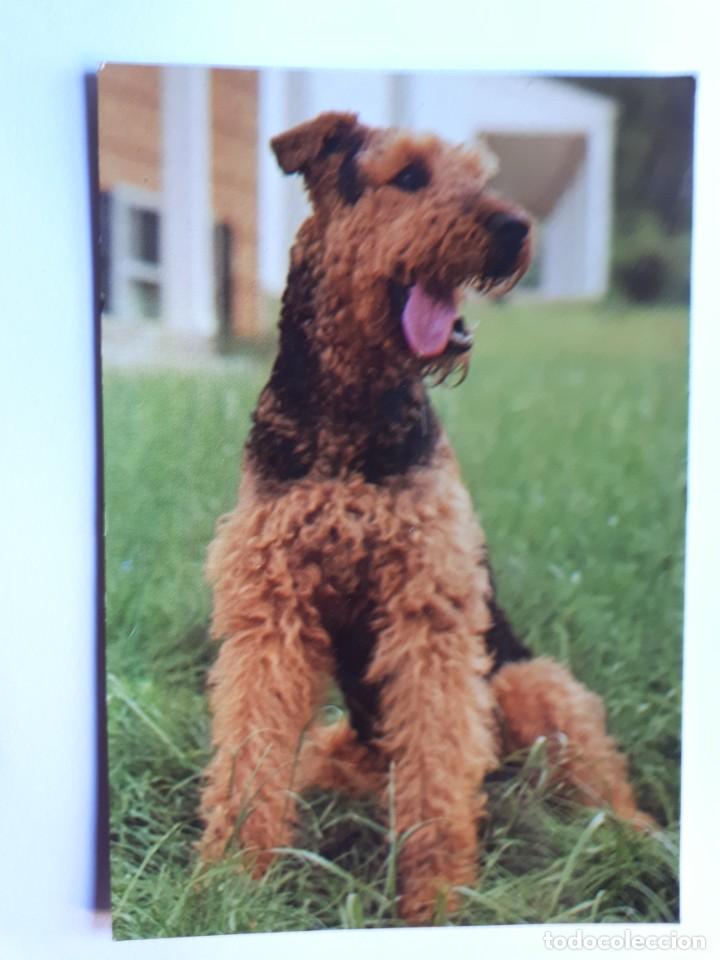 Postales: POSTAL PERRO WELSH TERRIER - Foto 1