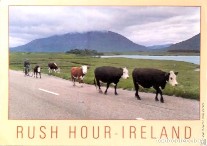 Postcards: Irlanda. Rush Hour. Vacas y pastor en bicicleta. Usada con sello. Color
