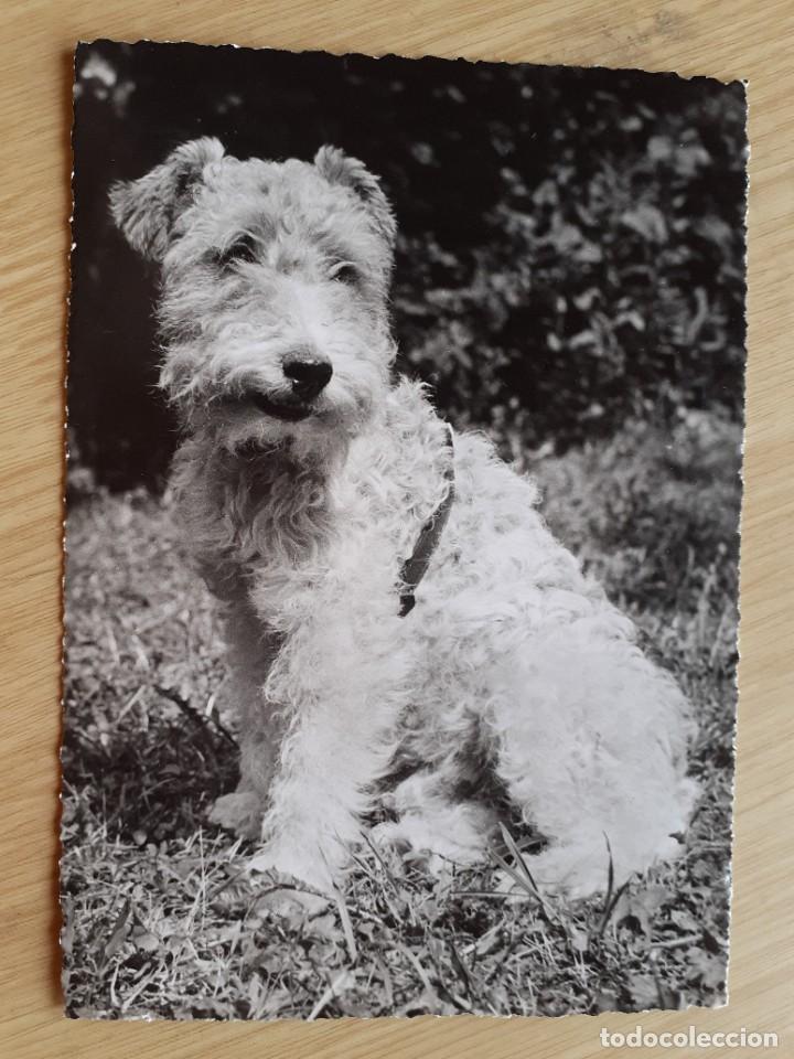 Postales: TARJETA POSTAL - PERRO FOX TERRIER - Foto 1