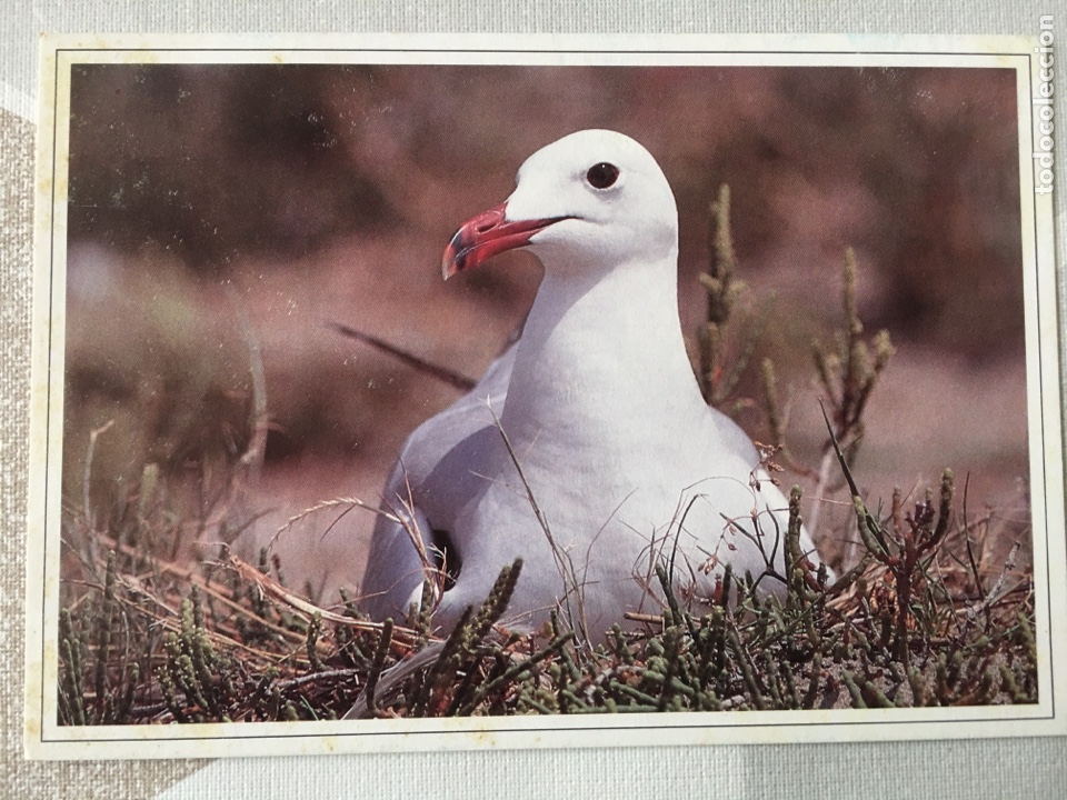 Postales: POSTAL DELTA DE L'EBRE - GAVIOTA