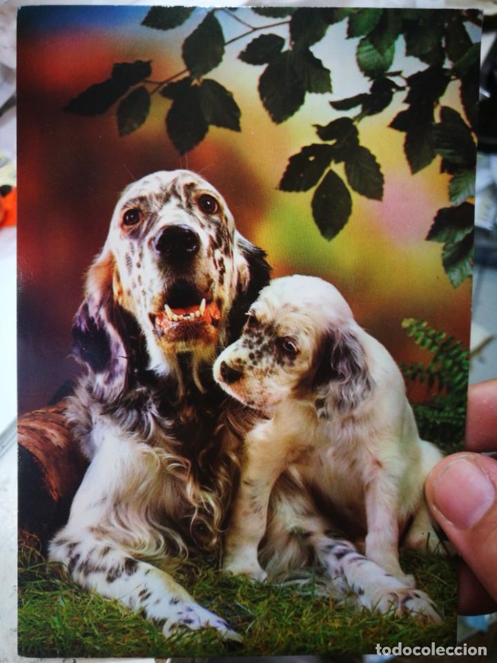 Postales: Postal Perros AGENCY S/C