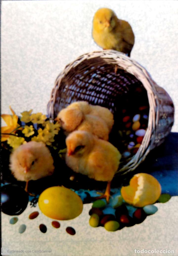 Postales: Pollitos recien nacidos, cesto huevos. Usada con sello. Color