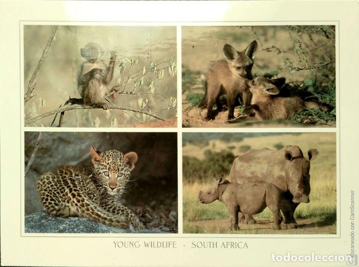 Postales: Sud-Africa. Varios animales. Nueva. Color