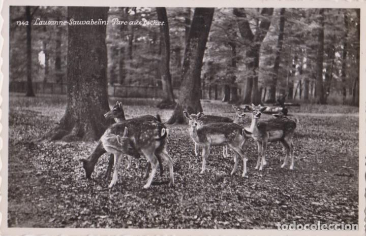 Postales: SUIZA, LAUSANNE SAUVABELIN, PARC AUX BICHES - EDITION PERROCHET 1342 - S/C