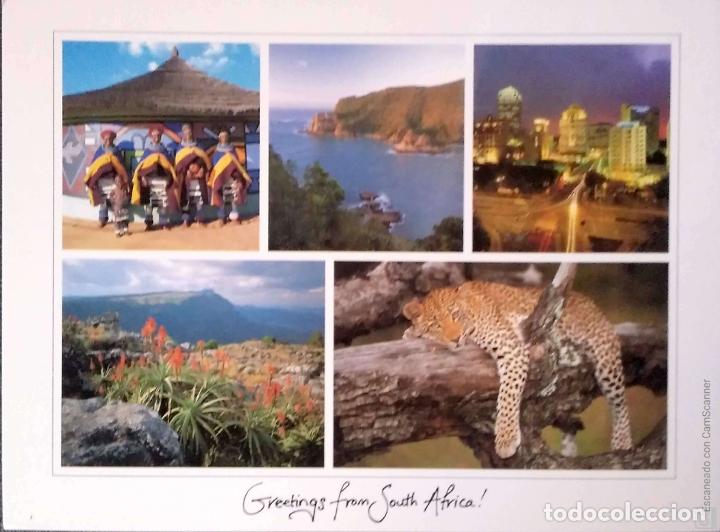Postales: Sudafrica. Greetings. Animales. Nueva. Color