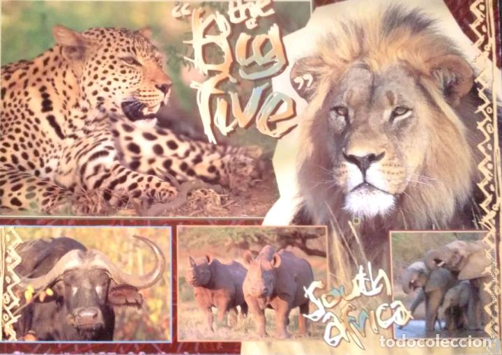 Postales: Sudafrica. The Big Five. Nueva. Color