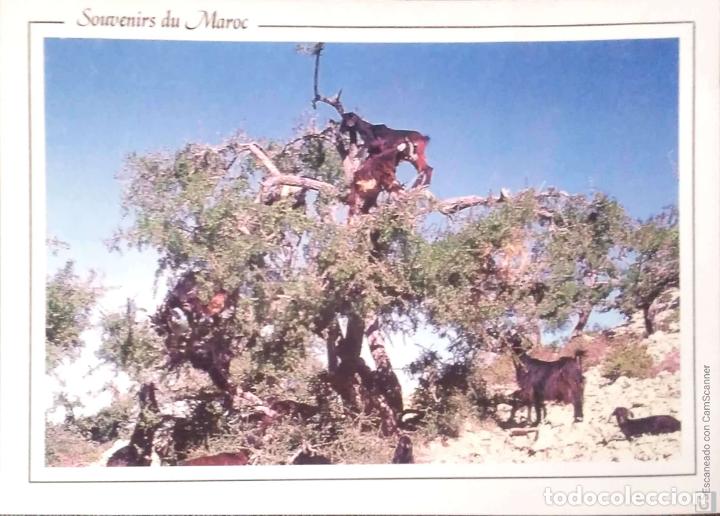 Postales: Regi&oacute;n de Agadir. Cabras sobre Arganiers. Nueva. Color