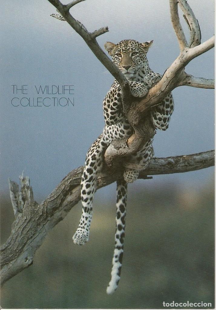 Postkarten: POSTAL LEOPARDO - THE WILDLIFE COLLECTION