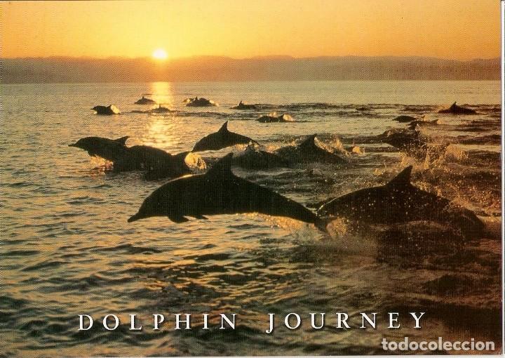 Postkarten: POSTAL DELFINES - PC 1140