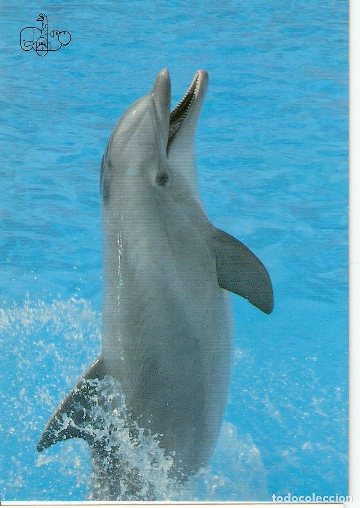 Postales: POSTAL ZOO DE MADRID - DELFIN - Foto 1