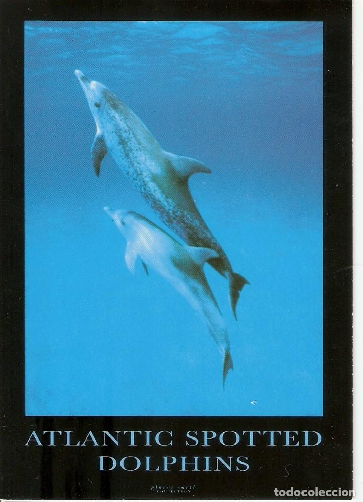 Postales: POSTAL DELFINES - PC 1035 - Foto 1