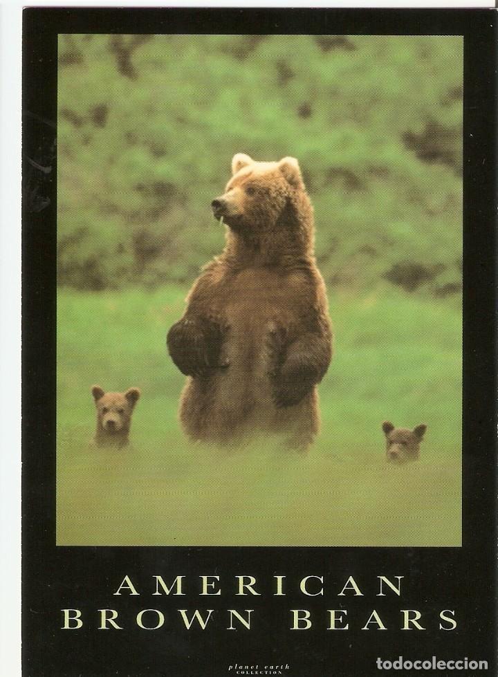 Postkarten: POSTAL AMERICAN BROWN BEARS - PC 1041