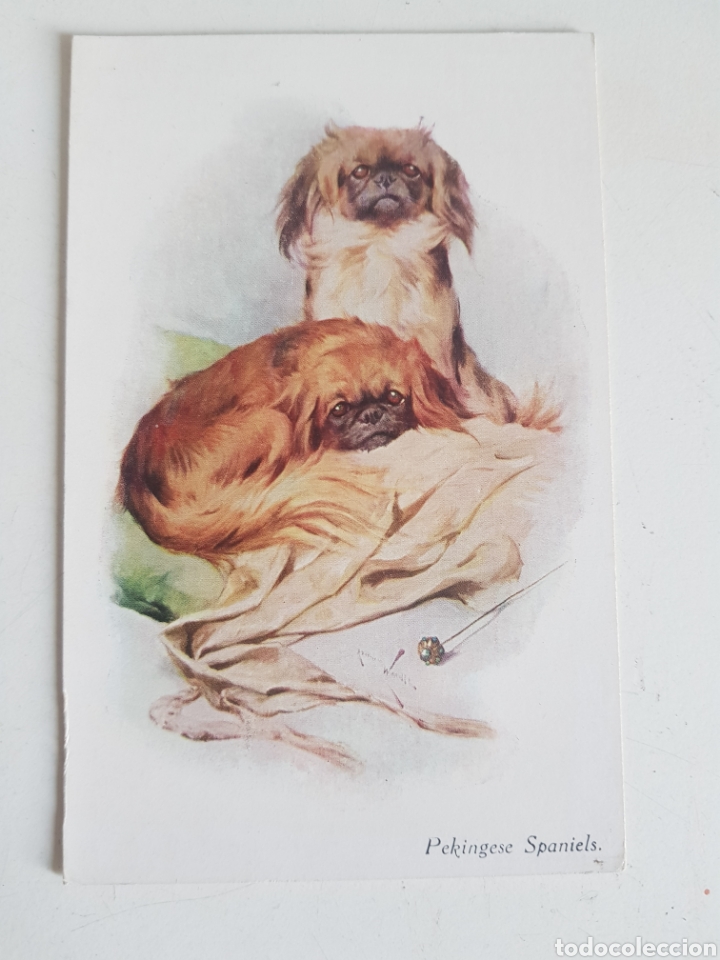 Cartes Postales: TARJETA POSTAL PET DOGS LONDON
