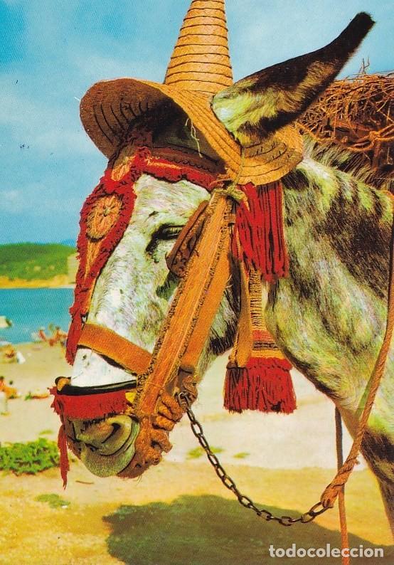 Postales: POSTAL DE BURRO CON SOMBRERO - Foto 1