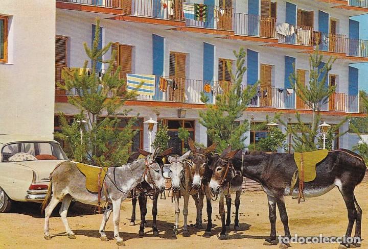 Postales: BURROS DE MONTA - Foto 1