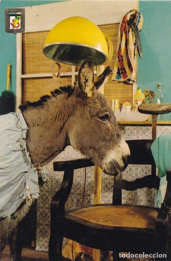 Postales: BURRO CON SECADOR - Foto 1