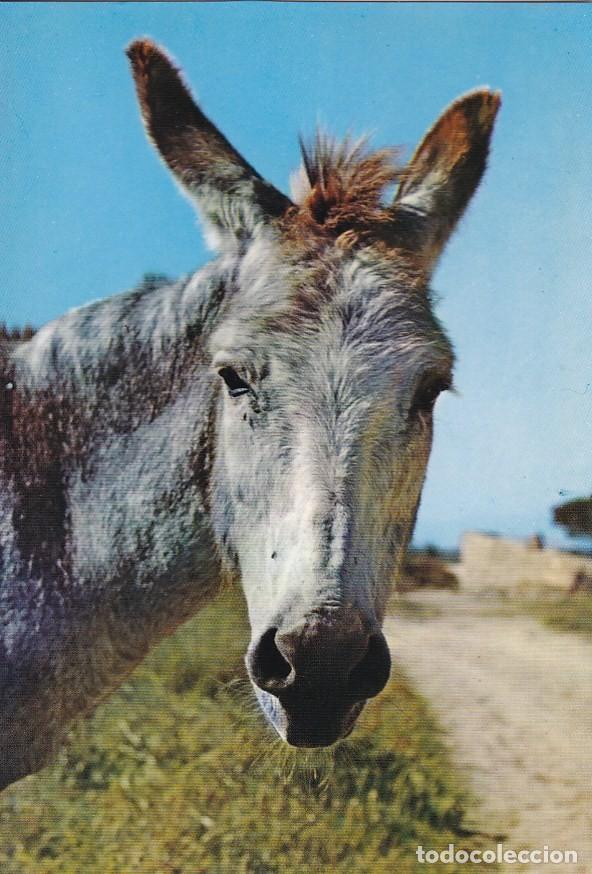 Postales: POSTAL DE BURRO POSANDO PARA LA CAMARA - Foto 1