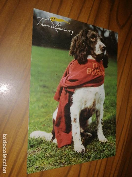 Postais: THOMAS BURBERRY. POSTAL PROMOCIONAL CON UN PERRO CON PA&Ntilde;UELO. BUEN ESTADO. DIFICIL SIN USO