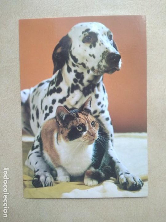 Postales: Postal perro con gatito