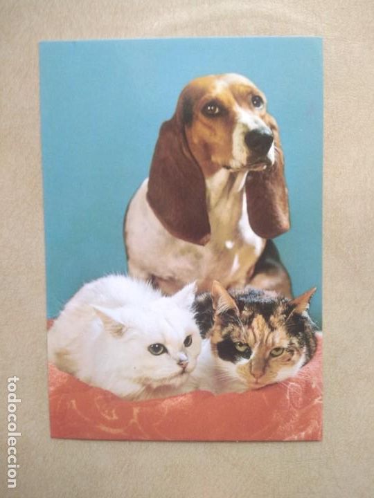 Postales: Postal perro con gatos