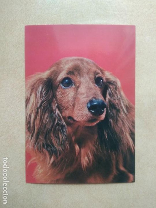Postales: Postal perro
