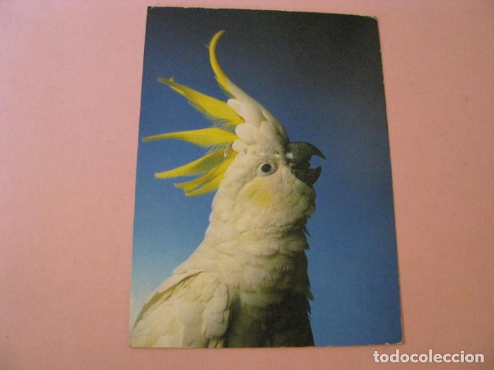 Postcards: POSTAL IMAGEN LORO, CACAT&Uacute;A. IMPRESO EN EE.UU 1994. CIRCULADA.