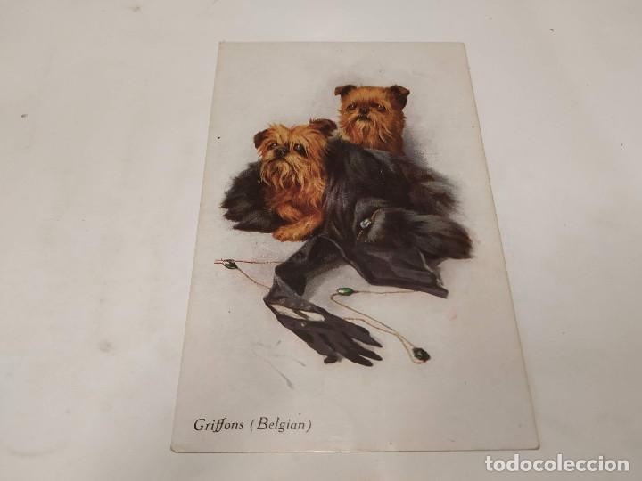 Postales: POSTAL GRIFFONS (BELGIAN) - Foto 1