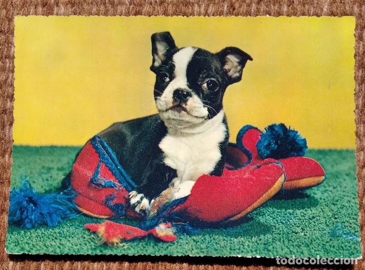 Postcards: PERRITO