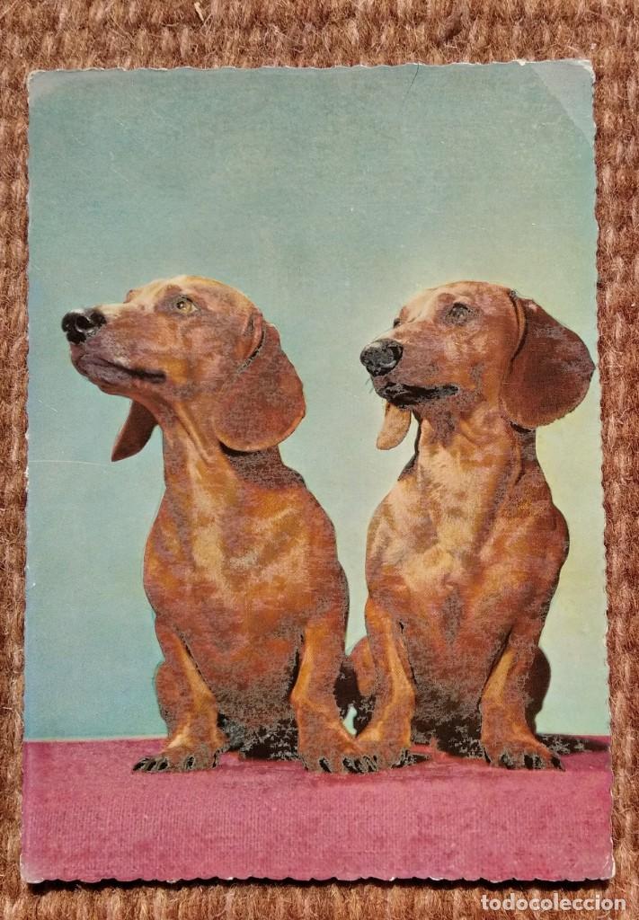 Postcards: PERRITOS