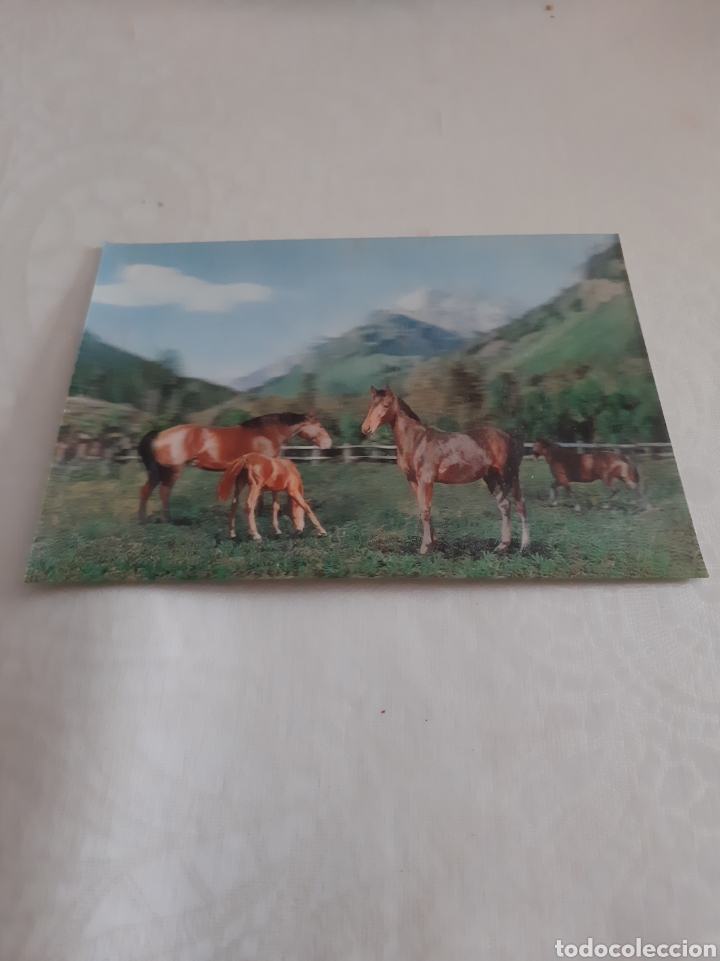 Postcards: CABALLOS POSTAL FONDO ESPEJO CAMARGESA