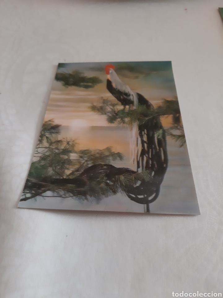 Postcards: POSTAL GALLO FONDO ESPEJO CAMARGESA