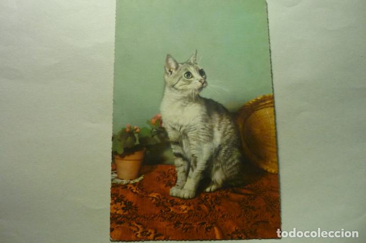 Postcards: POSTAL EXTRANJERA GATO CM