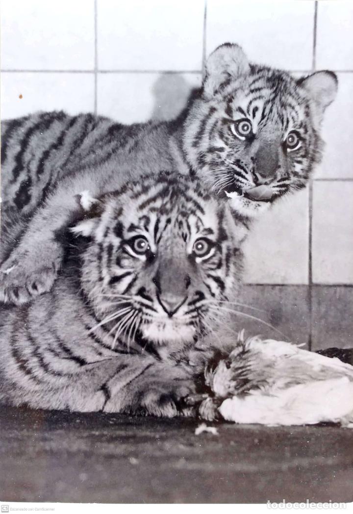 Postcards: Tigres. Nueva. Blanco/Negro. Dorso con se&ntilde;ales de haber estado pegada