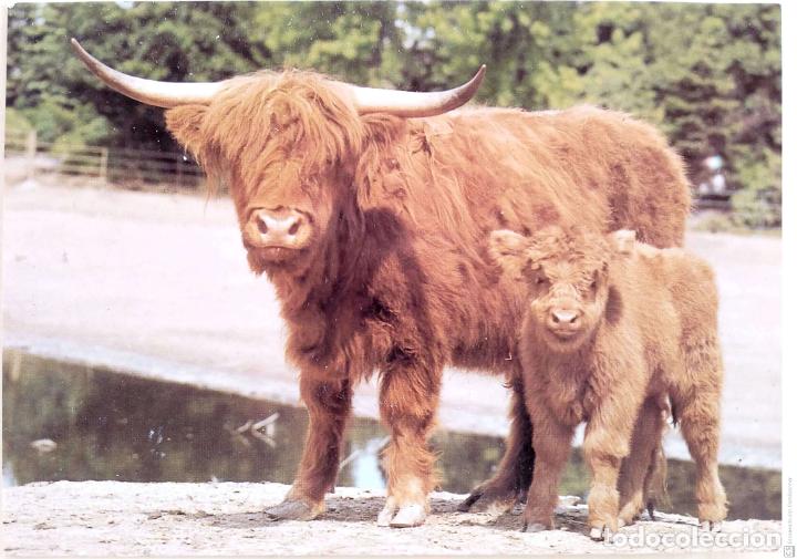 Postcards: Bos taurus. Nueva. Color