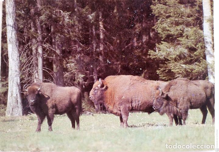 Postcards: Bisontes. Nueva. Color