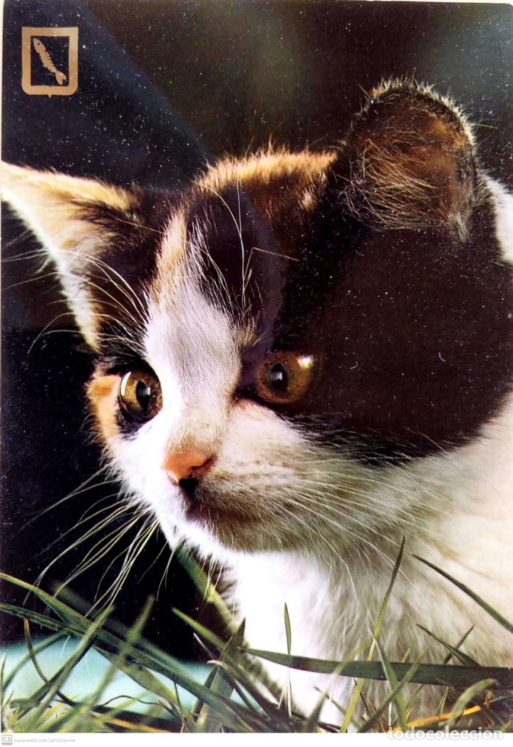 Postales: Gato. Usada. Color - Foto 1