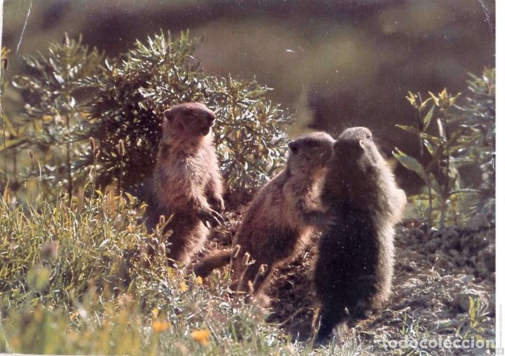 Postcards: Marmotas. Usada con sello. Color